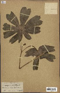 spécimen de Podophyllum peltatum