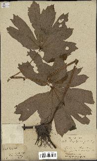 spécimen de Podophyllum peltatum