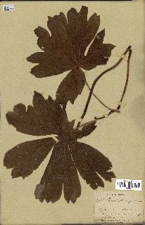 spécimen de Podophyllum peltatum