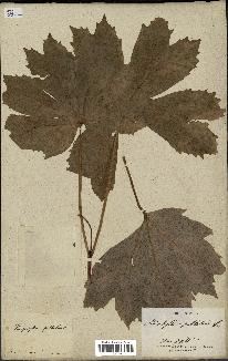 spécimen de Podophyllum peltatum