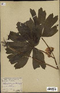 spécimen de Podophyllum peltatum