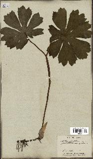 spécimen de Podophyllum peltatum
