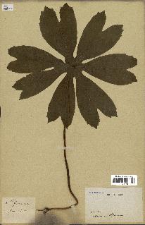spécimen de Podophyllum peltatum