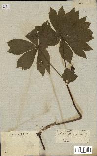 spécimen de Podophyllum peltatum
