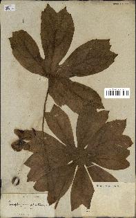 spécimen de Podophyllum peltatum