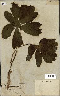 spécimen de Podophyllum peltatum