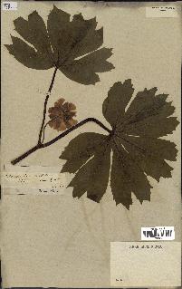 spécimen de Podophyllum peltatum