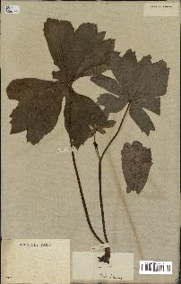 spécimen de Podophyllum peltatum