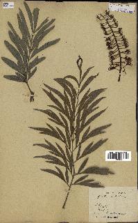 spécimen de Grevillea robusta