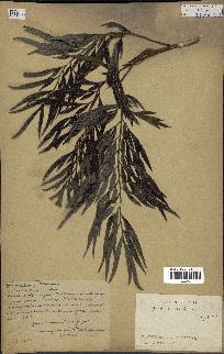 spécimen de Grevillea robusta