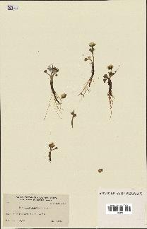spécimen de Ranunculus sulphureus