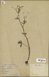 spécimen de Ranunculus sceleratus