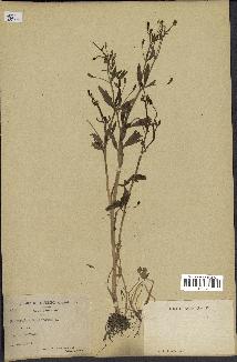 spécimen de Ranunculus sceleratus