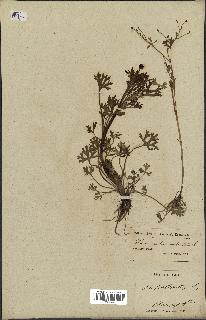 spécimen de Ranunculus sceleratus