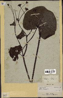spécimen de Caltha palustris