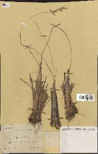 spécimen de Miscanthus sp.