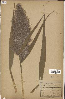 spécimen de Sorghum vulgare