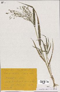 spécimen de Panicum miliaceum