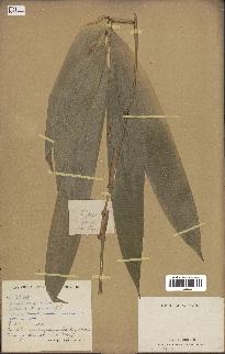 spécimen de indet.