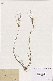 spécimen de Aegilops triuncialis