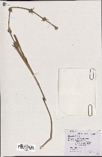 spécimen de Oxytenanthera sp.