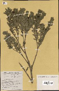 spécimen de Buxus macowanii