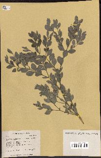 spécimen de Buxus macowanii