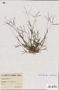 spécimen de Digitaria ischaemum