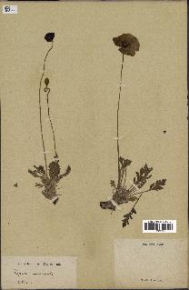 spécimen de Papaver nudicaule