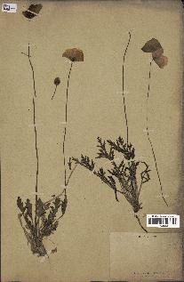 spécimen de Papaver nudicaule