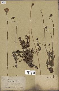 spécimen de Papaver nudicaule