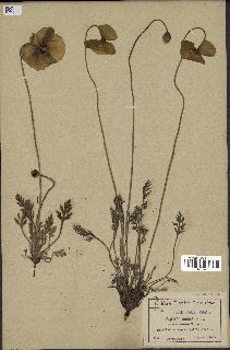 spécimen de Papaver nudicaule