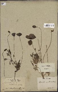 spécimen de Papaver nudicaule