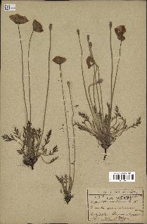 spécimen de Papaver nudicaule