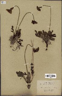 spécimen de Papaver nudicaule