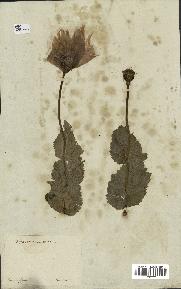 spécimen de Papaver somniferum