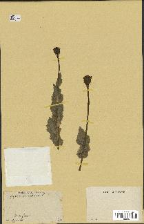 spécimen de Papaver somniferum