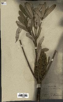 spécimen de Banksia integrifolia