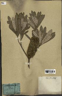 spécimen de Banksia integrifolia