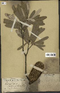 spécimen de Banksia integrifolia