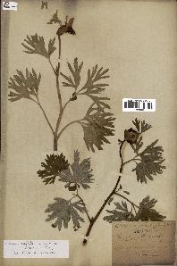 spécimen de Paeonia californica