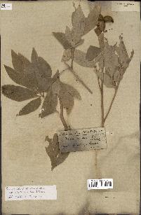 spécimen de Paeonia clusii