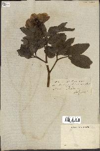 spécimen de Paeonia cambessedesii