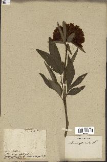 spécimen de Paeonia officinalis