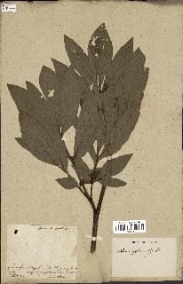 spécimen de Paeonia officinalis