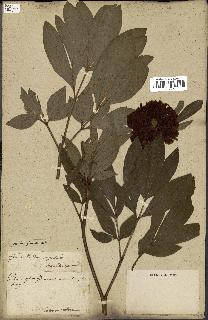 spécimen de Paeonia officinalis