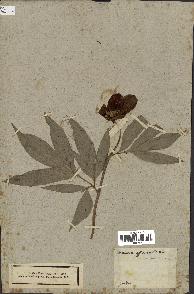 spécimen de Paeonia officinalis