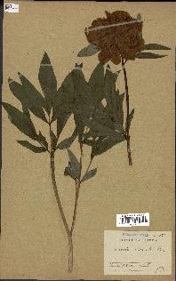 spécimen de Paeonia officinalis