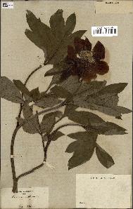 spécimen de Paeonia officinalis