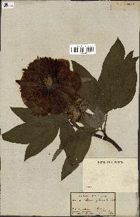 spécimen de Paeonia officinalis